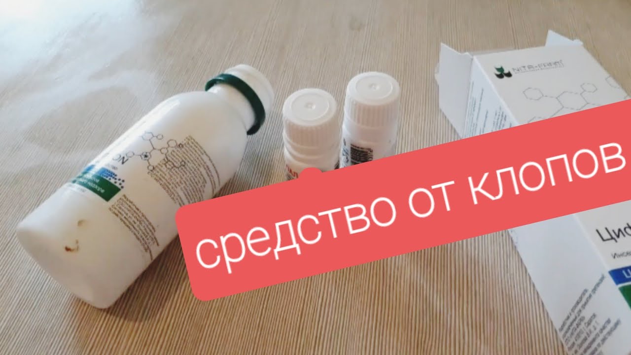 Кто питается клопами постельными в квартире?